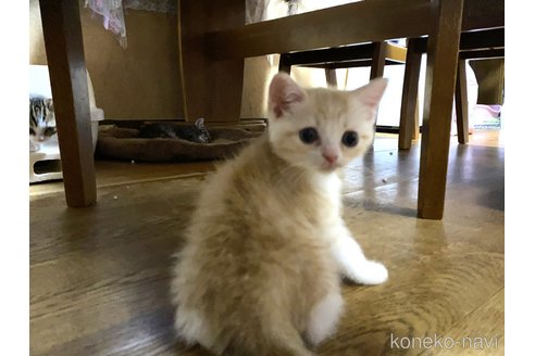 成約済の千葉県のマンチカン-91983の14枚目